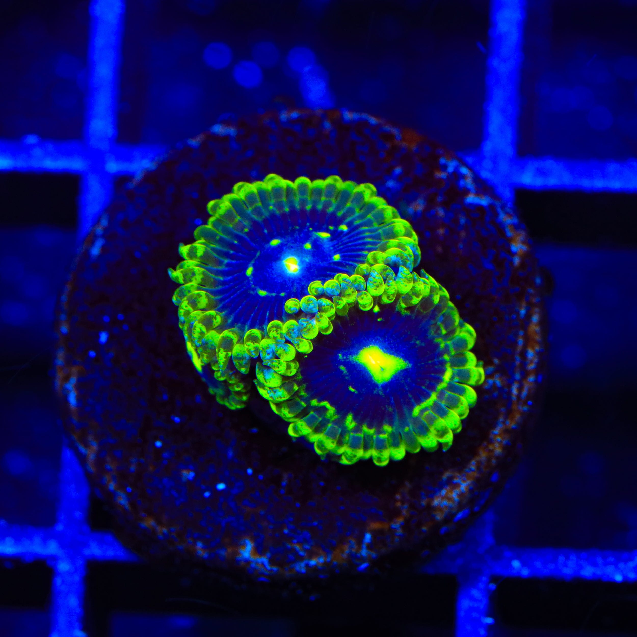 Exosphere Zoanthids Coral