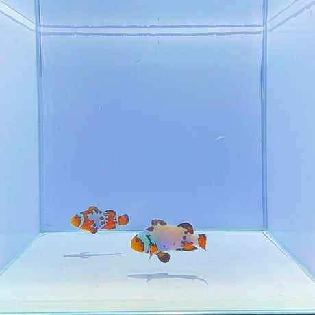 Extreme Bullet Hole Clownfish Pair