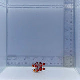 Extreme Gladiator Pair Clownfish