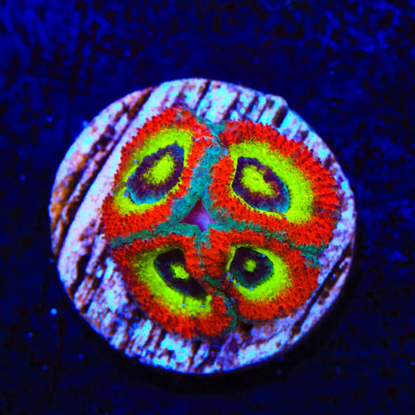 F2M Holy Grail Micromussa Acan Coral