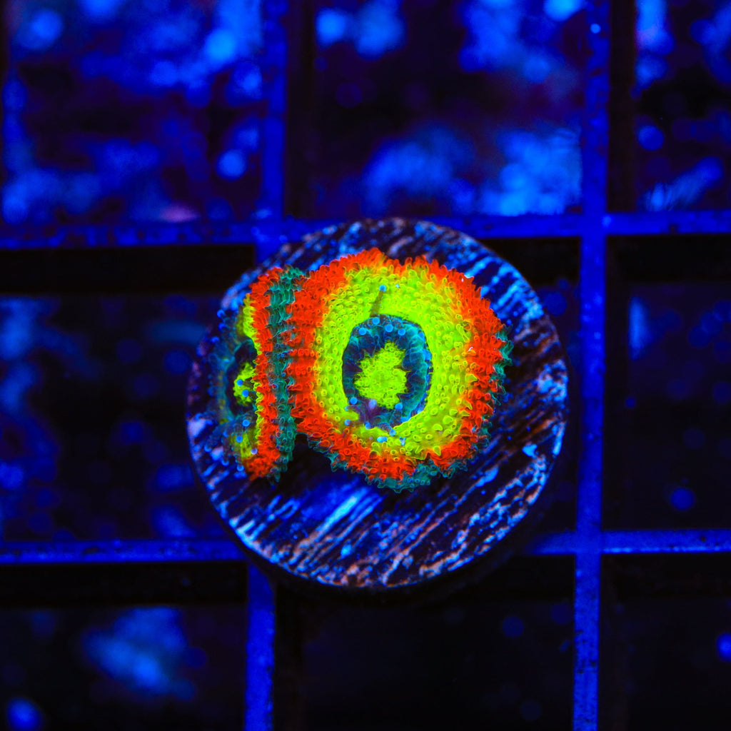 F2M Holy Grail Micromussa Acan Coral