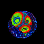 F2M Holy Grail Micromussa Acan Coral