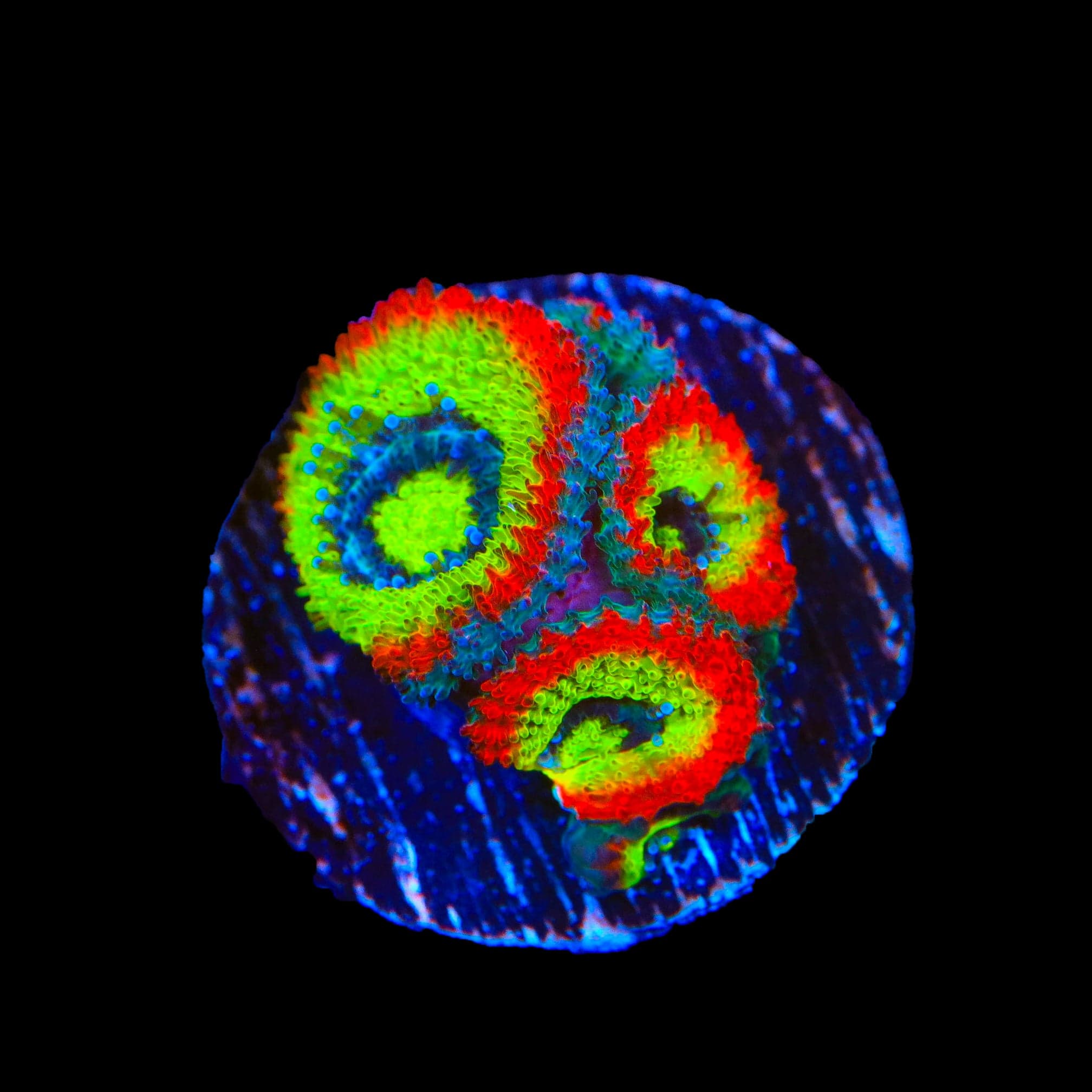 F2M Holy Grail Micromussa Acan Coral