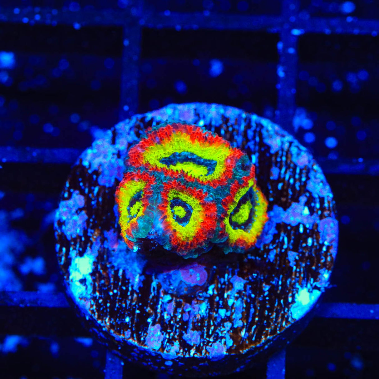 F2M Holy Grail Micromussa Coral