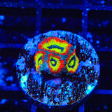 F2M Holy Grail Micromussa Coral
