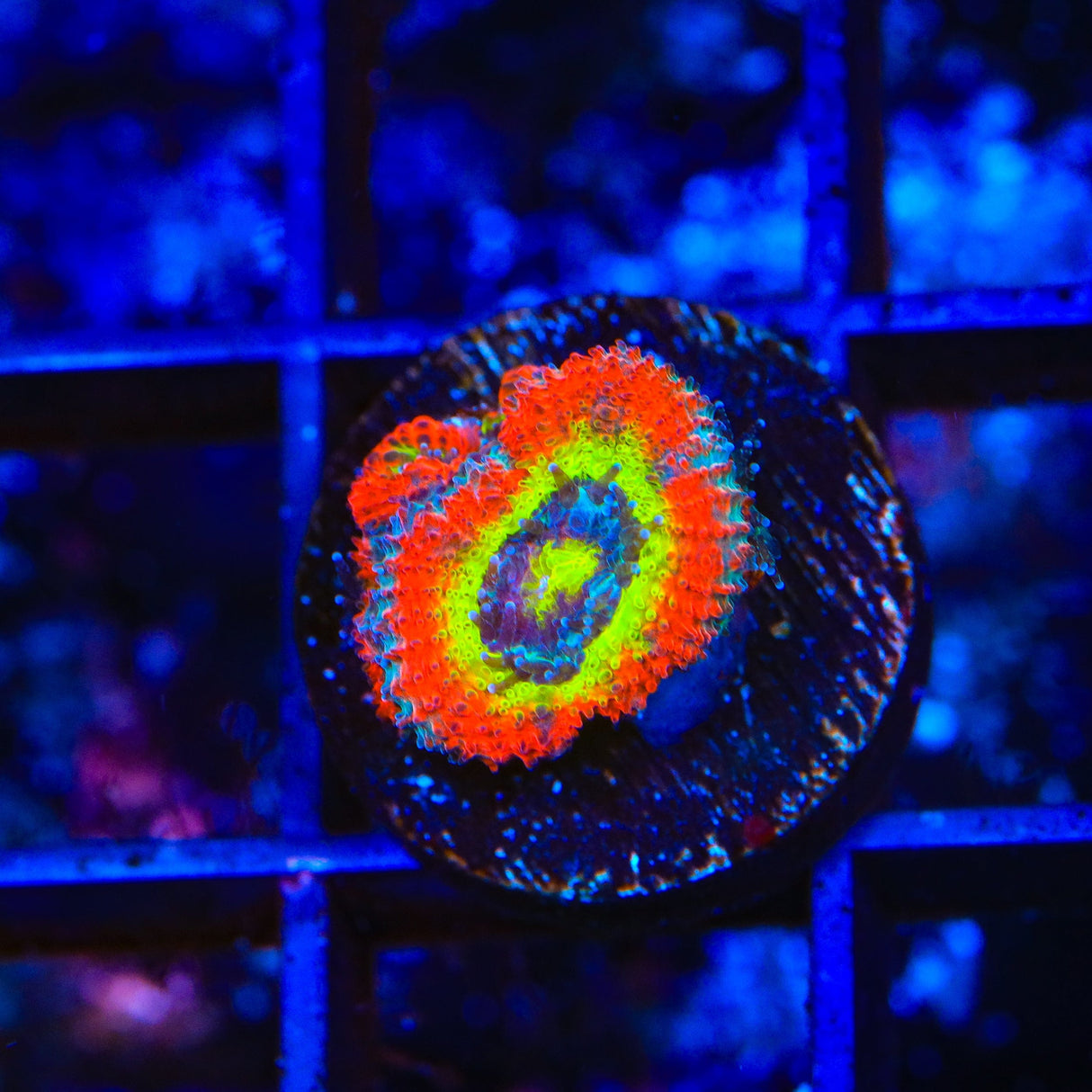 F2M Holy Grail Micromussa Coral