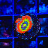 F2M Holy Grail Micromussa Coral