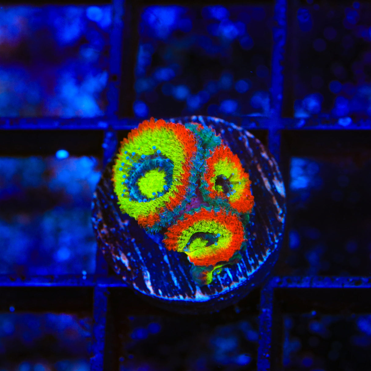 F2M Holy Grail Micromussa Coral