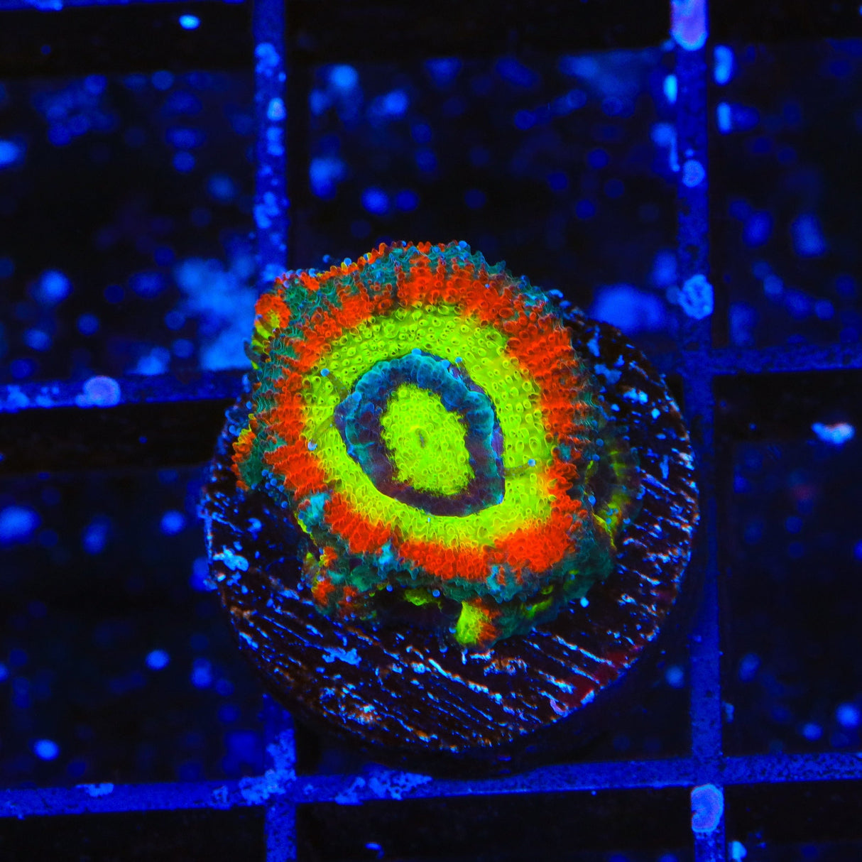 F2M Holy Grail Micromussa Coral
