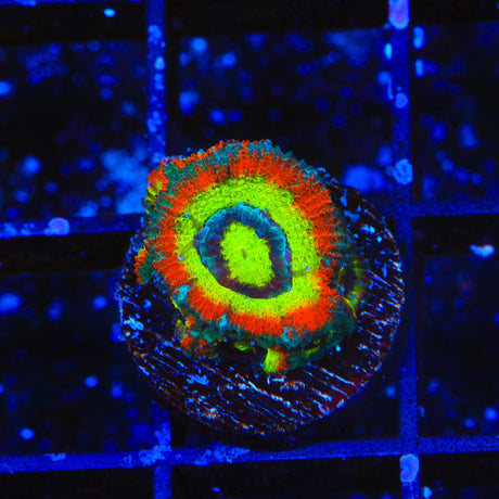 F2M Holy Grail Micromussa Coral