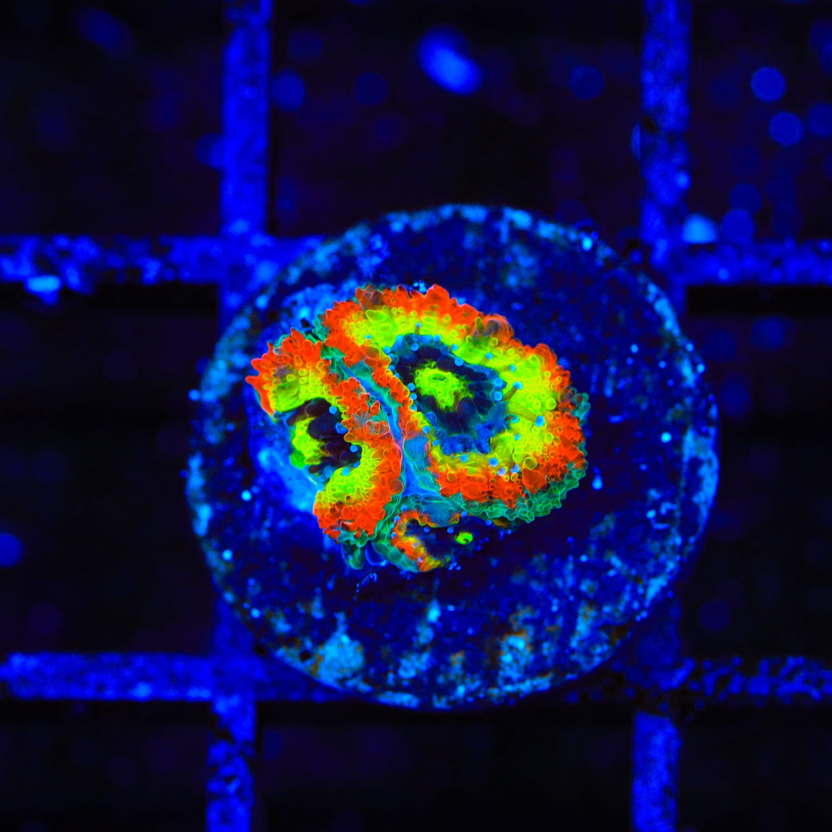 F2M Holy Grail Micromussa Coral