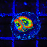 F2M Holy Grail Micromussa Coral