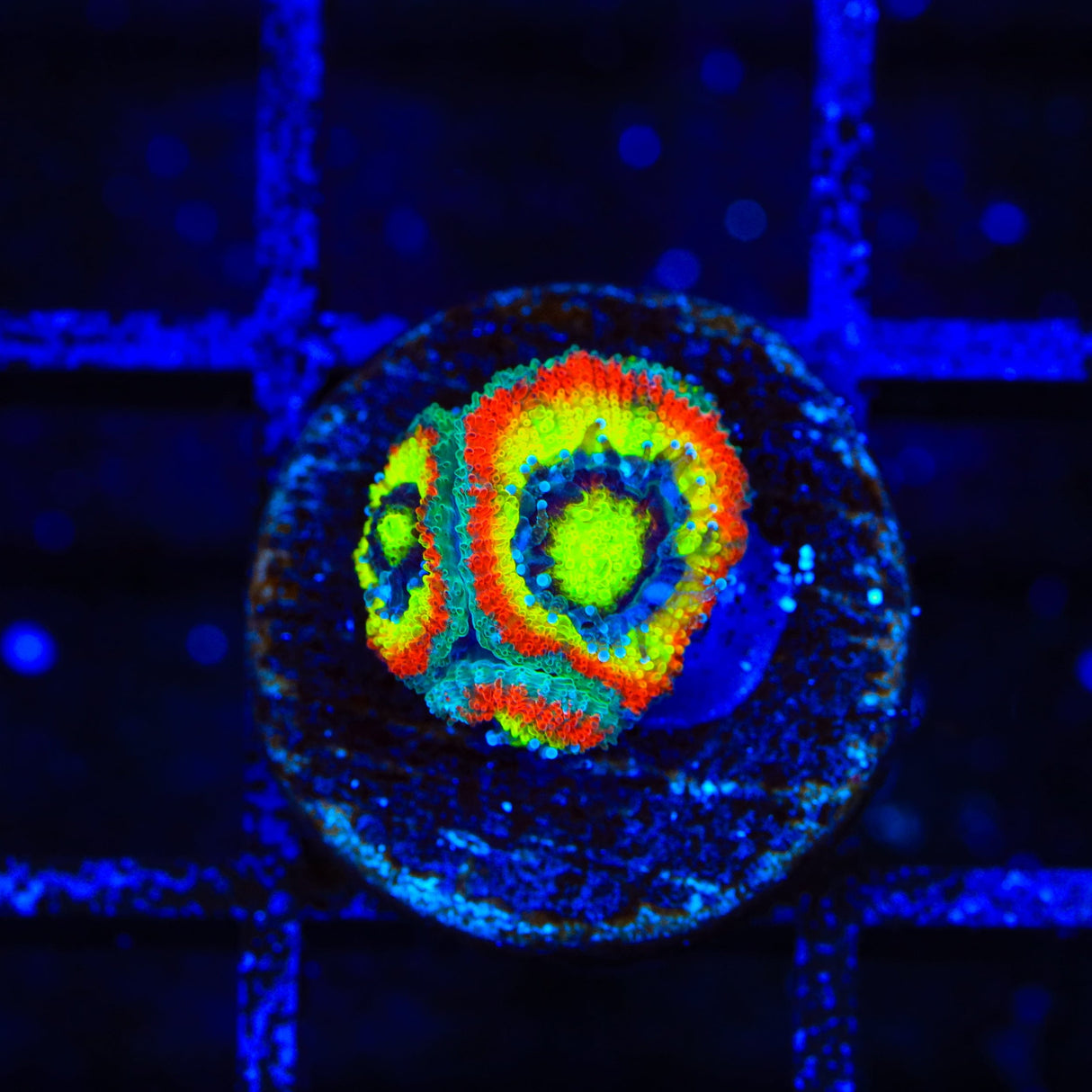 F2M Holy Grail Micromussa Coral