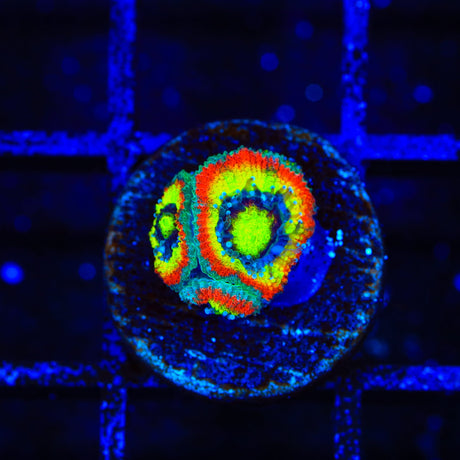 F2M Holy Grail Micromussa Coral