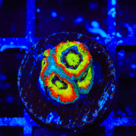 F2M Holy Grail Micromussa Coral