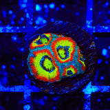 F2M Holy Grail Micromussa Coral