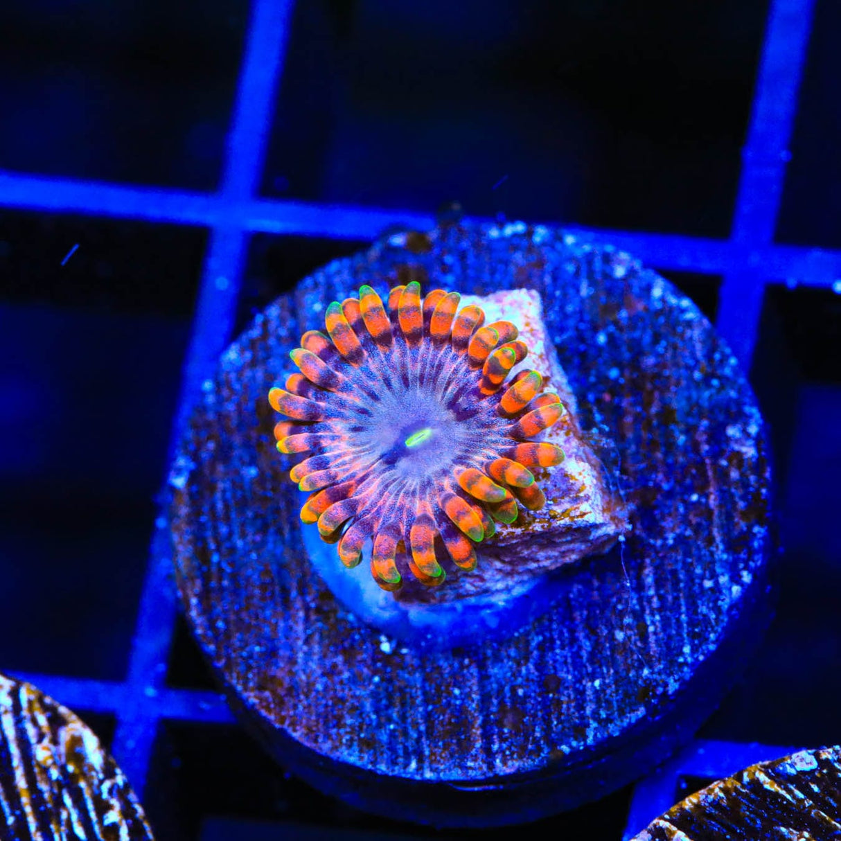 Fairy Fart Zoanthids Coral