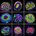 Favia 3 Coral Frag Pack