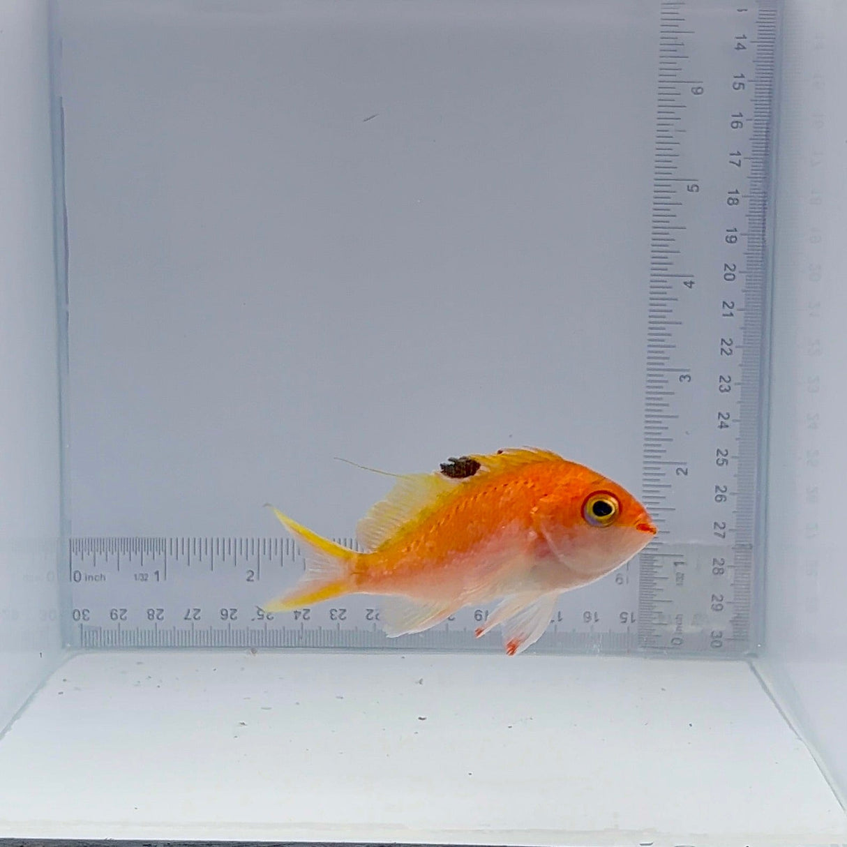 Female Cherry (Sakura) Anthias Fish