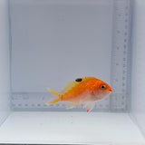 Female Cherry (Sakura) Anthias Fish