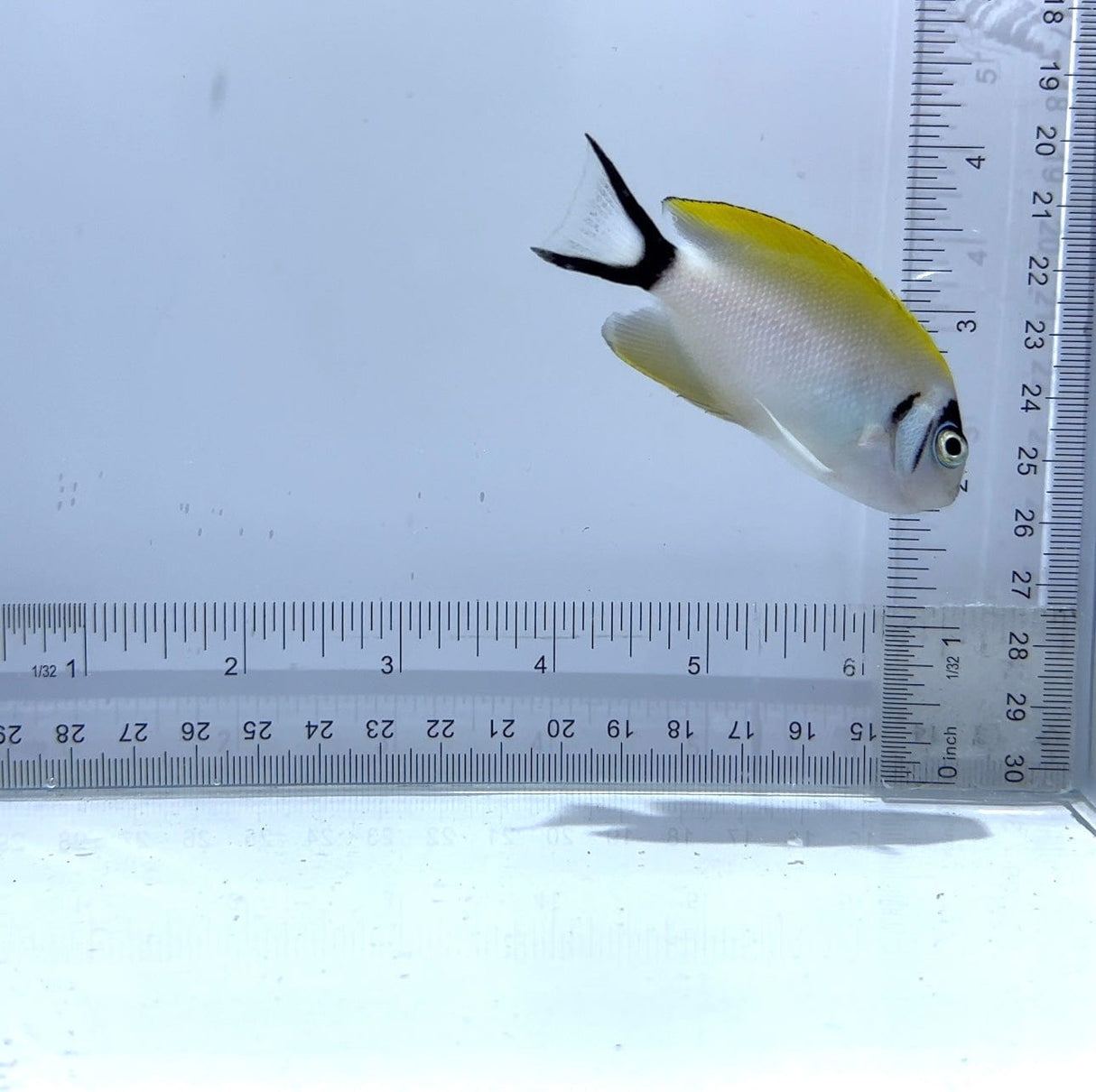 Female Japanses Masked Swallowtail Angelfish