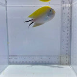 Female Swallowtail Angel Fish