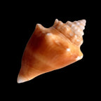 Fighting Conch – Strombus/Lobatus sp.