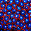 Fire and Ice Zoanthid Coral