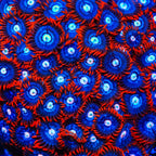 Fire and Ice Zoanthids Coral