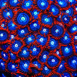 Fire and Ice Zoanthids Coral