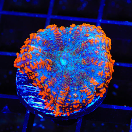 Fire Breather Mushroom Coral