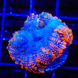 Fire Breather Mushroom Coral