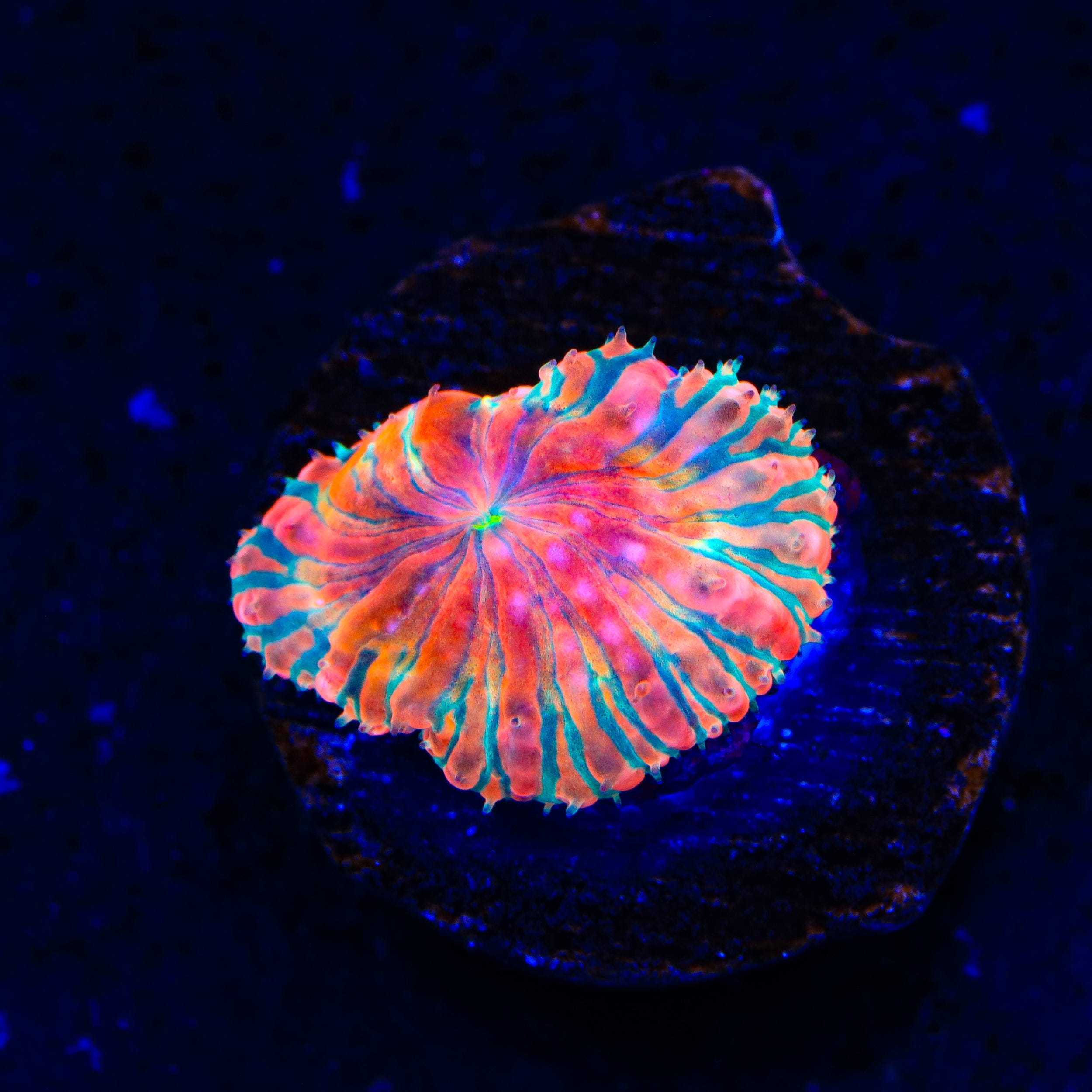 Fire Dancer Blastomussa Coral