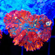 Fire Dancer Mushroom Coral