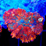 Fire Dancer Mushroom Coral