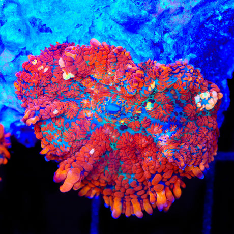 Fire Dancer Mushroom Coral