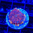 Fire Mushroom Coral