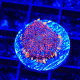 Fire Mushroom Coral