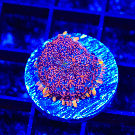 Fire Mushroom Coral