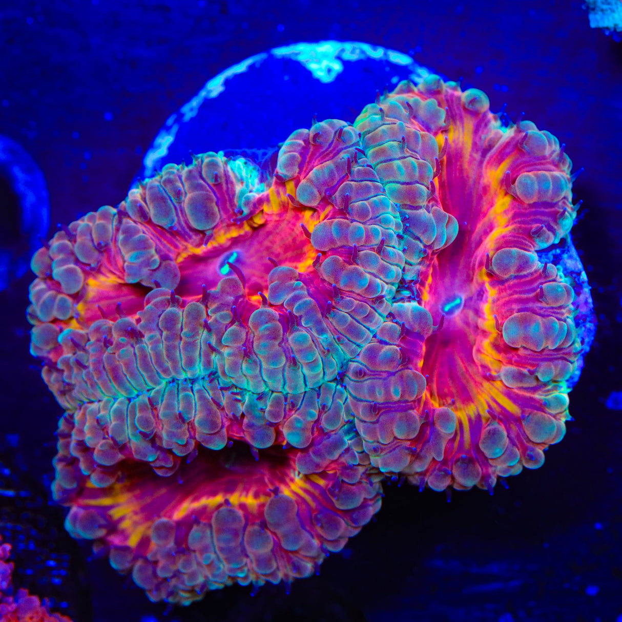 Fire Walker Blastomussa Coral