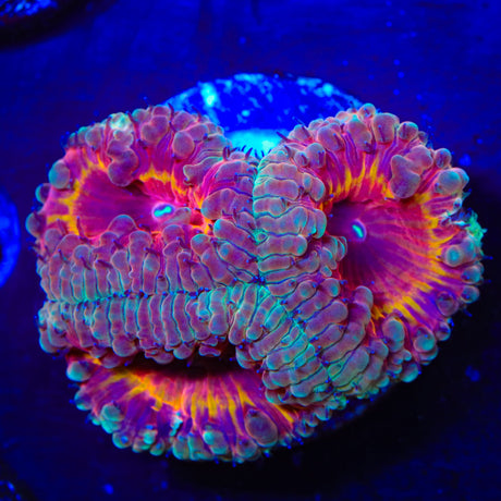 Fire Walker Blastomussa Coral