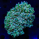 Firefly Octospawn Colony Coral