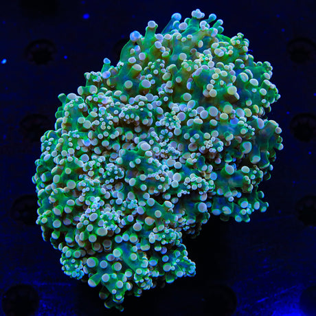 Firefly Octospawn Colony Coral