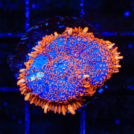 Firestorm Mushroom Coral