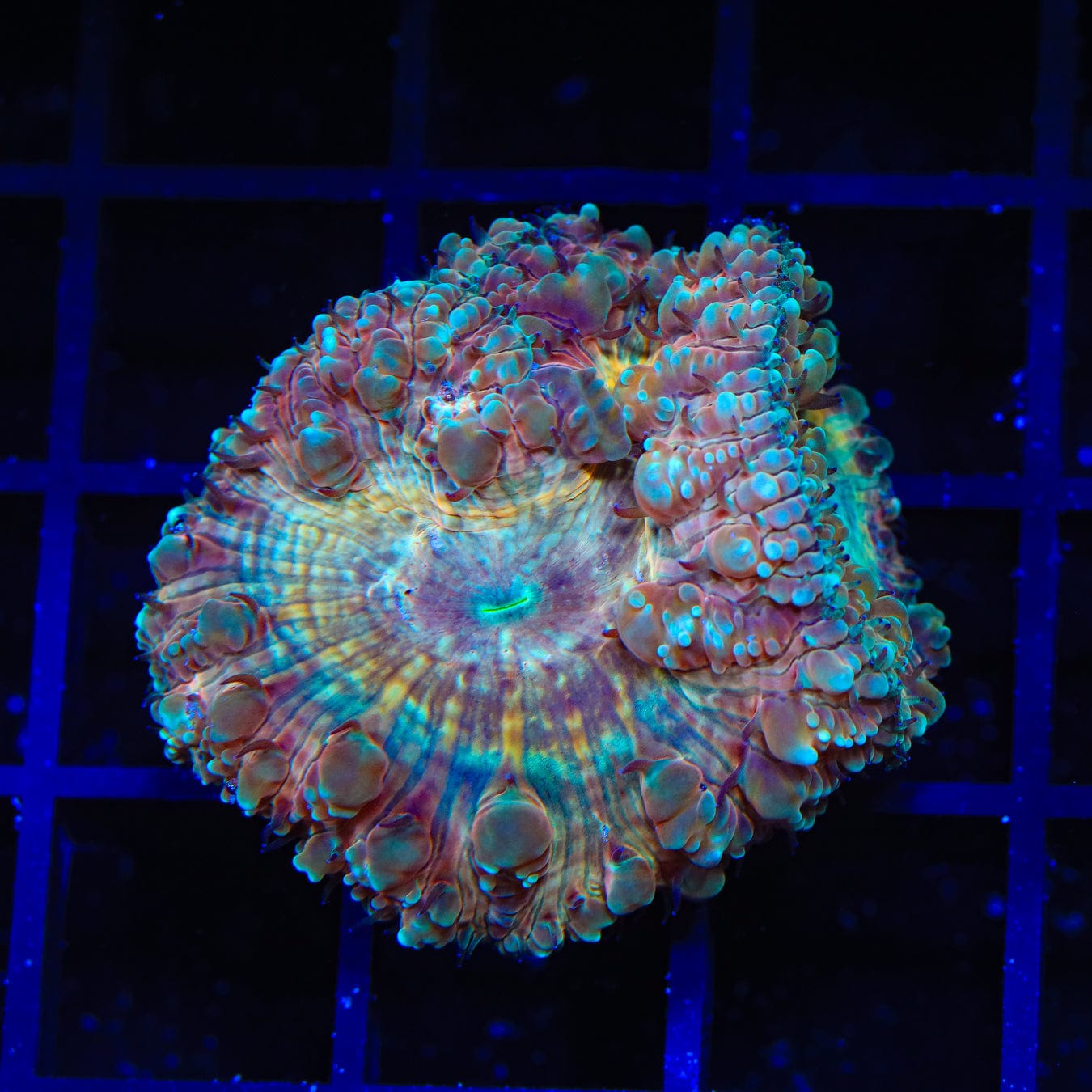 Firey Blastomussa Coral