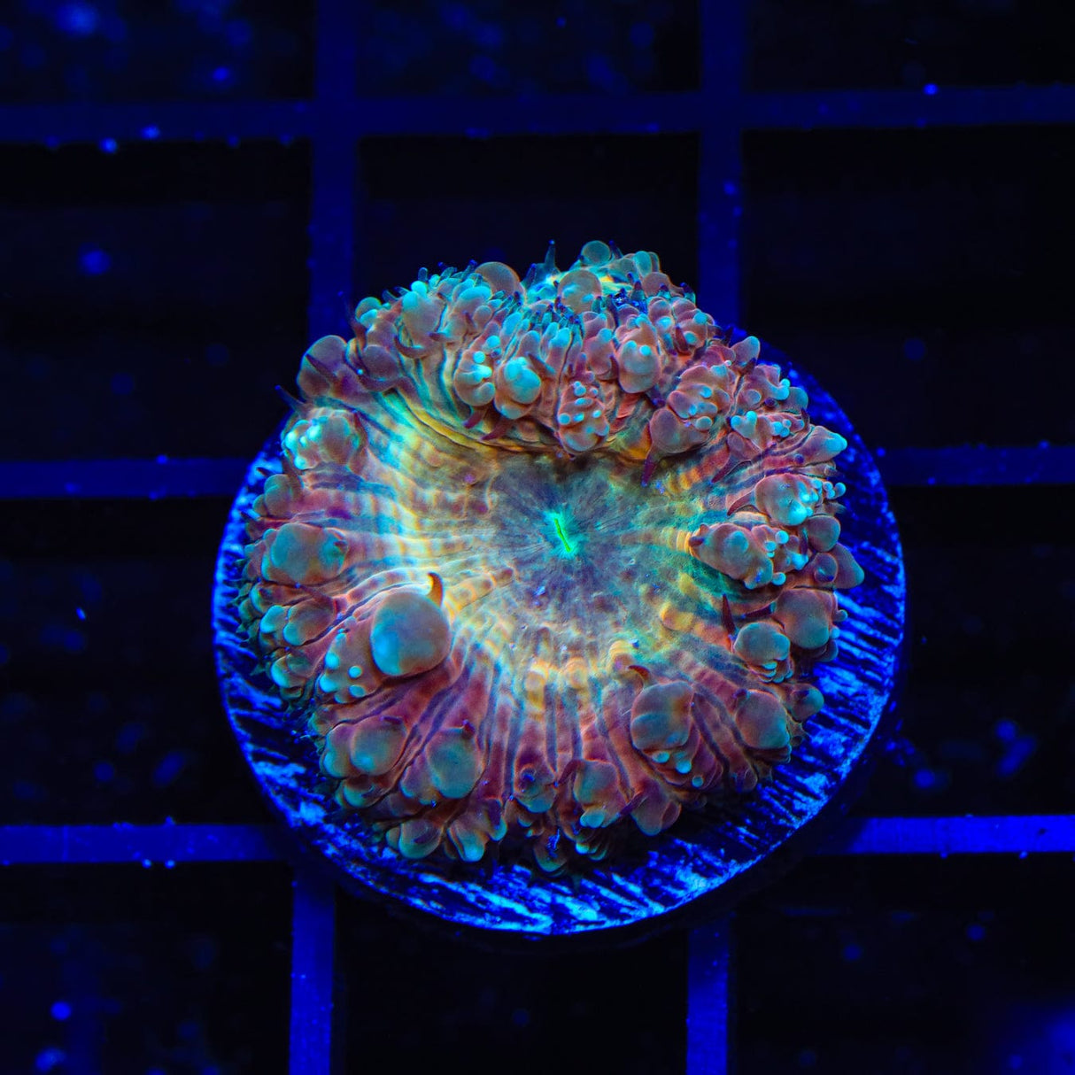 Firey Blastomussa Coral