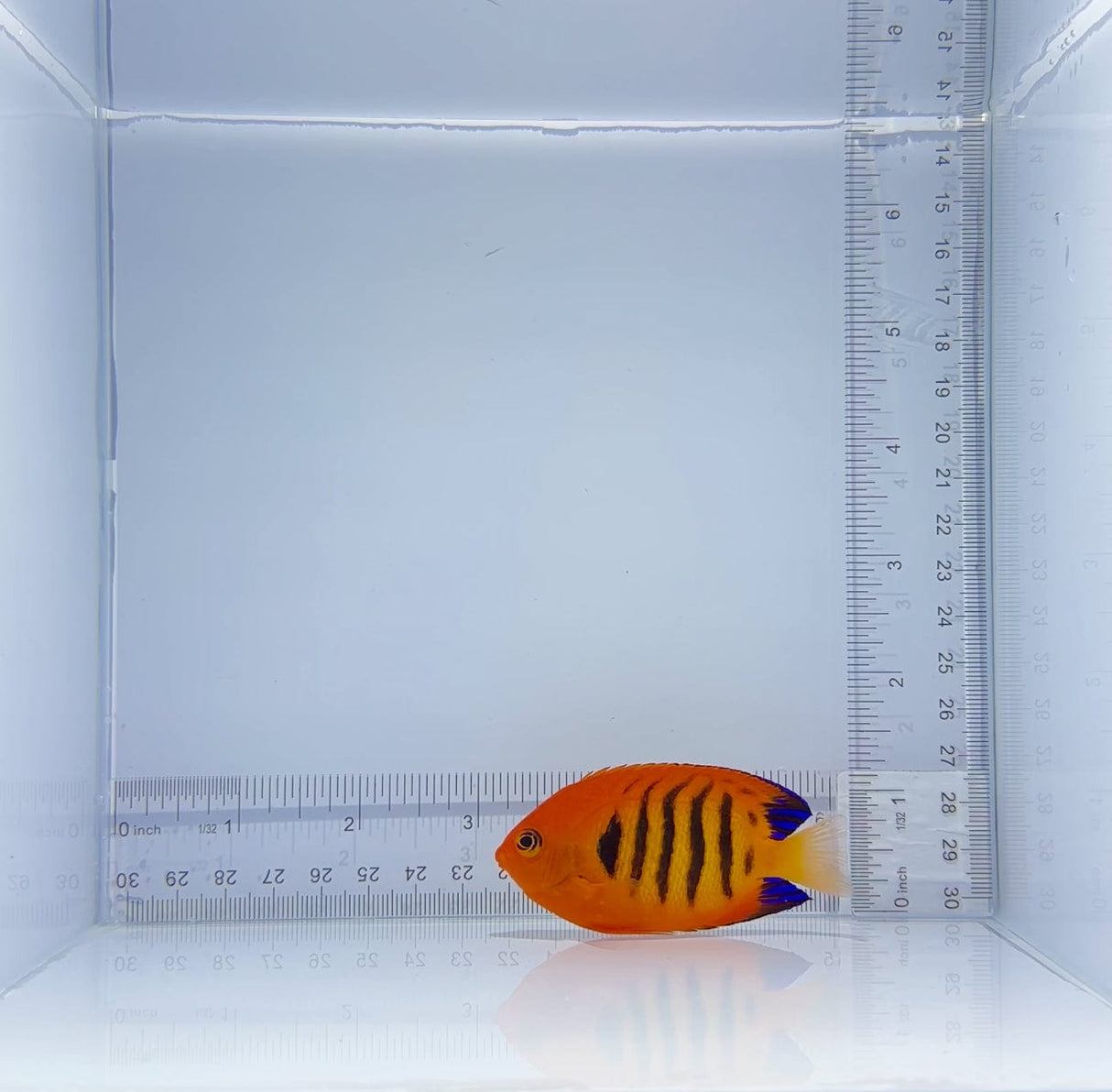 Flame Angelfish