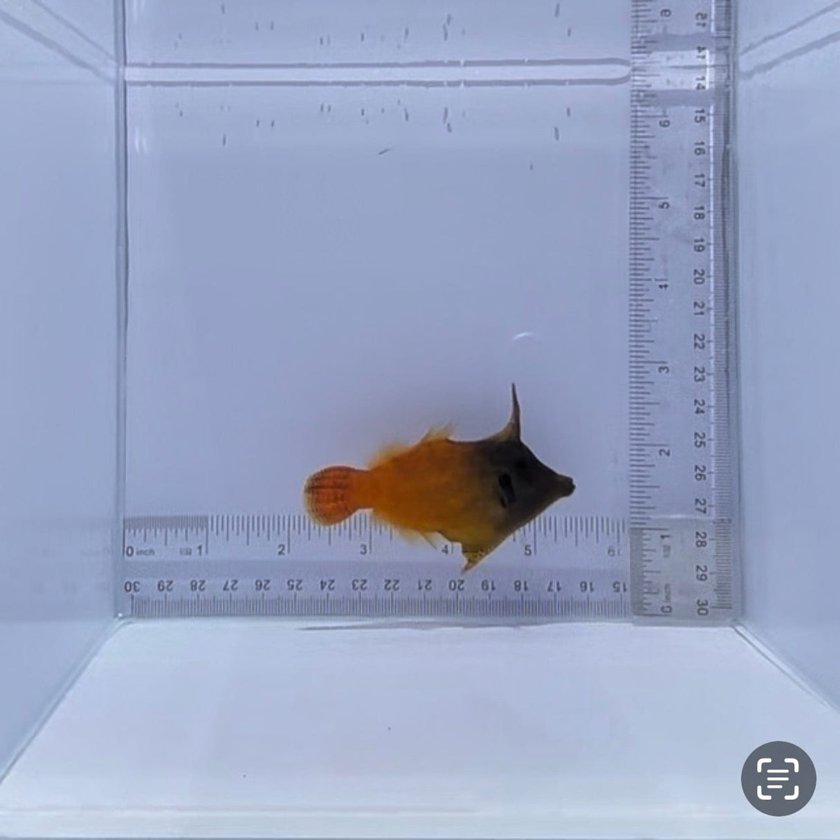 Flame Filefish