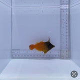 Flame Filefish