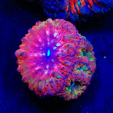 Flame Hawk Blastomussa Coral